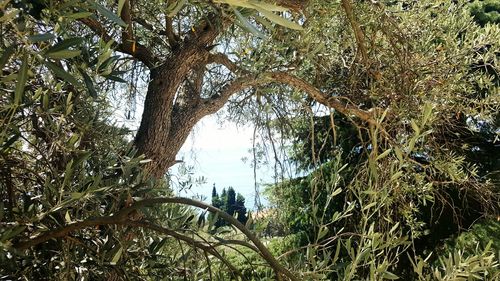 Low angle view of trees