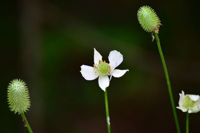 Close-up of white flowering plant