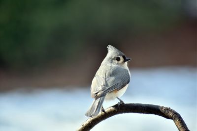 Close-up of bird perching branch