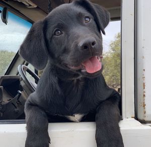 Close-up of dog at car window