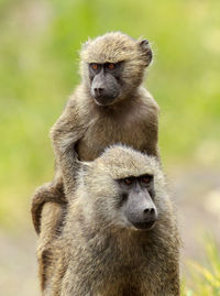 Close-up of monkey sitting outdoors