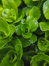 Full frame shot of green leaves