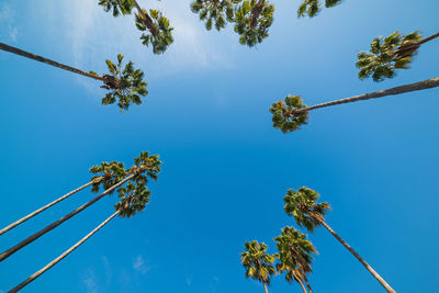 Low angle view of trees against blue sky