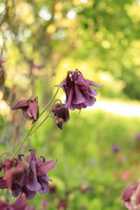 Close-up of purple flowering plant leaves