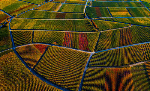 Full frame shot of agricultural field