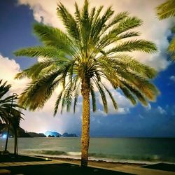 Palm trees at beach against sky