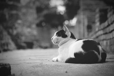 Cat looking away outdoors
