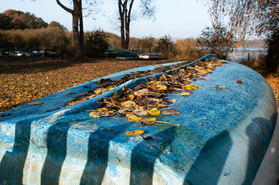 Close-up of autumn leaves fallen in park