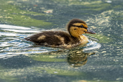 Duck swimming in a lake