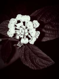 Close-up of flowers against black background