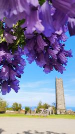 Close-up of purple flowering plant against sky