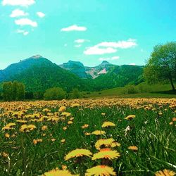 Scenic view of landscape against sky