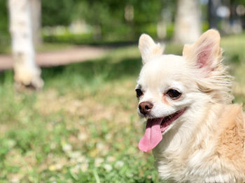 Close-up of chihuahua standing outdoors