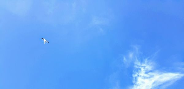 Low angle view of bird flying