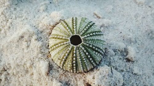 Close-up of snow on leaf