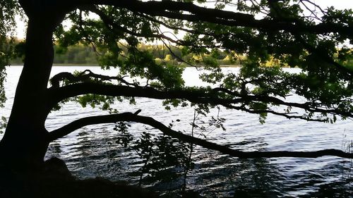 Silhouette trees by lake against sky