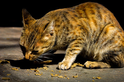 Close-up of a cat