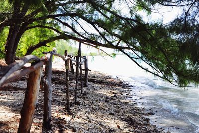 Scenic view of sea against trees in forest