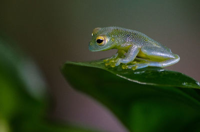 Close-up of frog