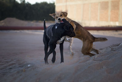 Fighting dogs in hurghada, egypt 