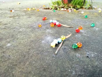 High angle view of flowers on sand