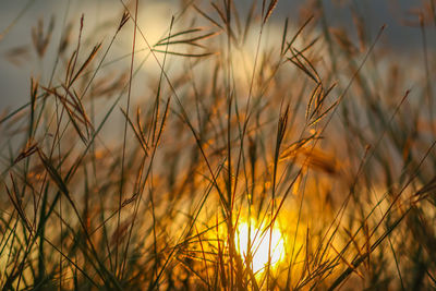 Close-up of wheat growing on field