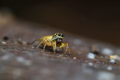 Close-up of spider