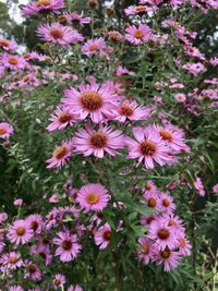 High angle view of pink flowering plants