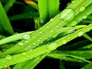 Close-up of water drops on blade of grass