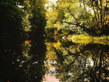 Reflection of trees in lake