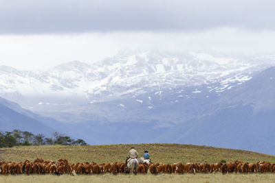 Cows on field