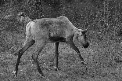Side view of a horse walking on field