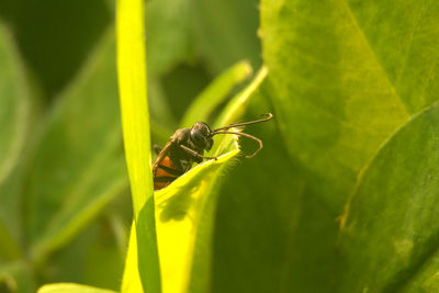 Close-up of insect on plant