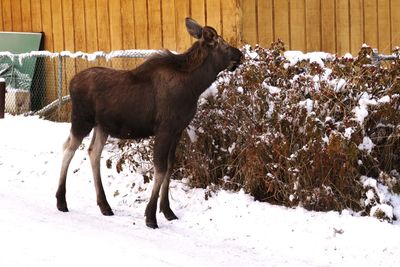 Horse in snow