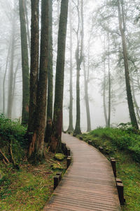 View of boardwalk in forest