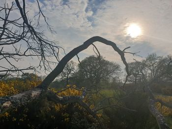 Bare trees against sky during sunset