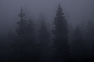 Silhouette of trees during foggy weather