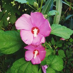 Close-up of pink flower blooming outdoors