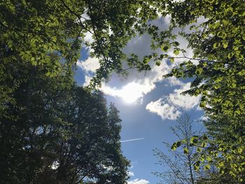 Low angle view of trees against sky