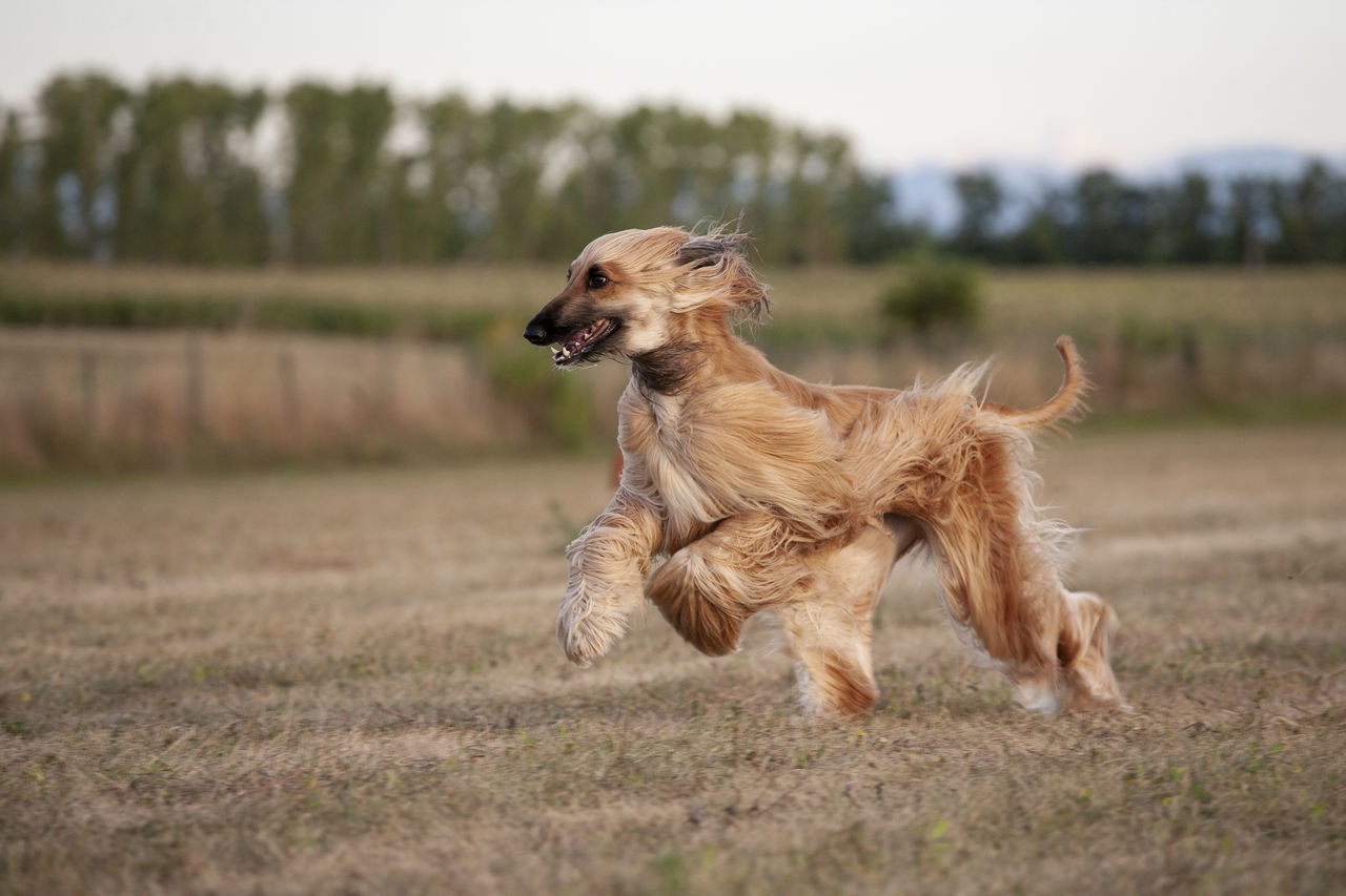 canine, dog, one animal, animal themes, mammal, pet, animal, domestic animals, running, golden retriever, retriever, motion, no people, nature, grass, plant, purebred dog, brown, day, carnivore, selective focus