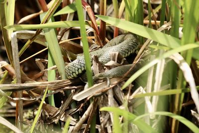 Close-up of lizard on ground