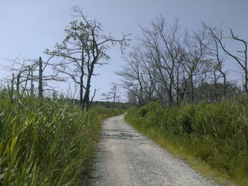 Road passing through forest