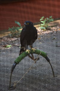 Close-up of bird perching on plant