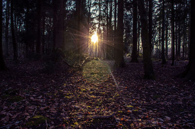 Sun shining through trees in forest