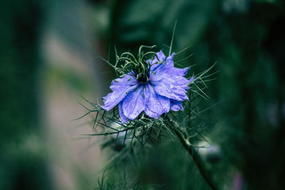 Close-up of purple flowering plant