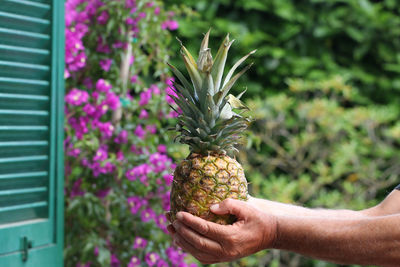 Midsection of person holding fruit