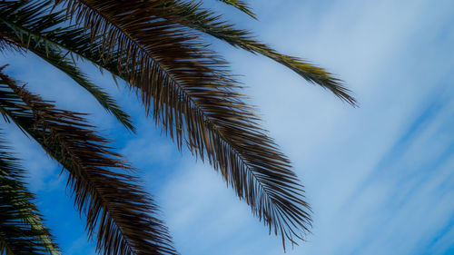 Low angle view of palm trees against sky