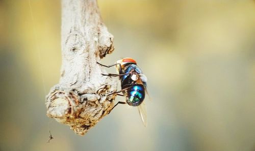 Close-up of fly on a tree