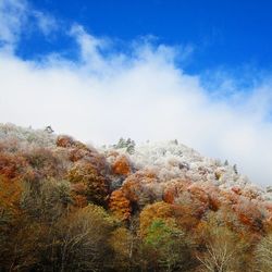 Trees against sky