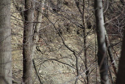 Bare trees in forest